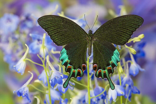 Luzon Peacock Swallowtail Butterfly from Philippines, Papilio hermeli