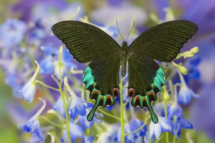 Framed Print : Luzon Peacock Swallowtail Butterfly from Philippines, Papilio hermeli