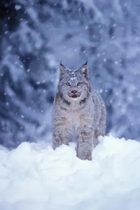 Framed Print : lynx, Lynx lynx, in the snow in the foothills of the Takshanuk mountains, northern Framed Print : lynx, Lynx lynx, in the snow in the foothills of the Takshanuk mountains, northern