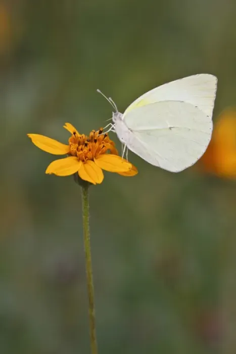 Framed Print : Lyside Sulphur (Kricogonia lyside) nectaring on a daisy Framed Print : Lyside Sulphur (Kricogonia lyside) nectaring on a daisy