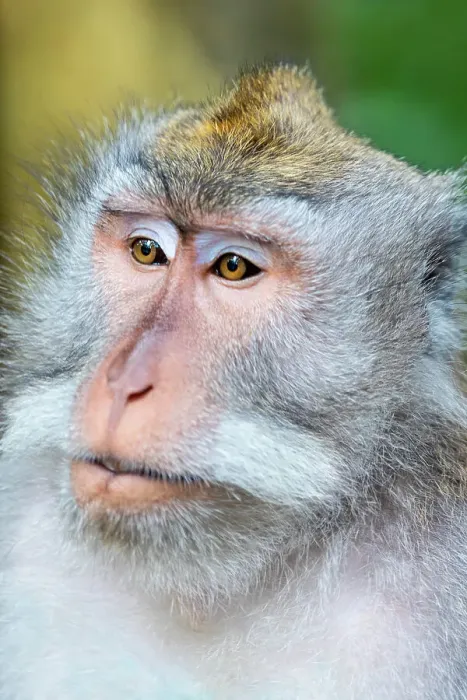 Framed Print : Macaque Monkey in Monkey Forest, Ubud, Bali, Indonesia