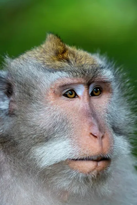 Framed Print : Macaque Monkey in Monkey Forest, Ubud, Bali, Indonesia