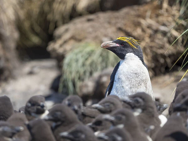 Macaroni Penguin in colony of Southern Rockhopper Penguins on Bleaker Island, Falkland Islands