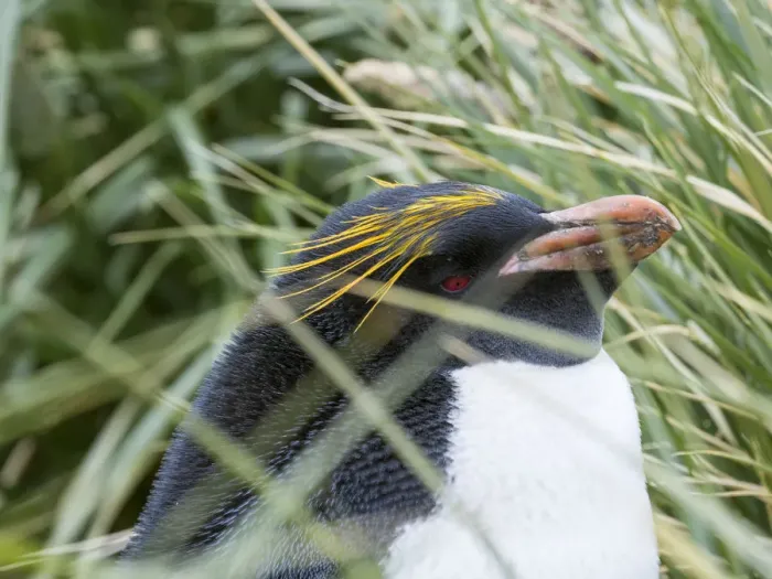 Framed Print : Macaroni Penguin (Eudyptes chrysolophus), standing in colony in typical dense Tussock Grass