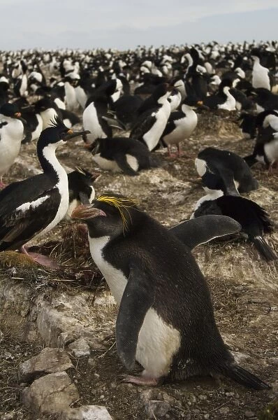 Macaroni Penguin (Eudyptes chrysolophus). Pebble Island, Falkland Islands. These