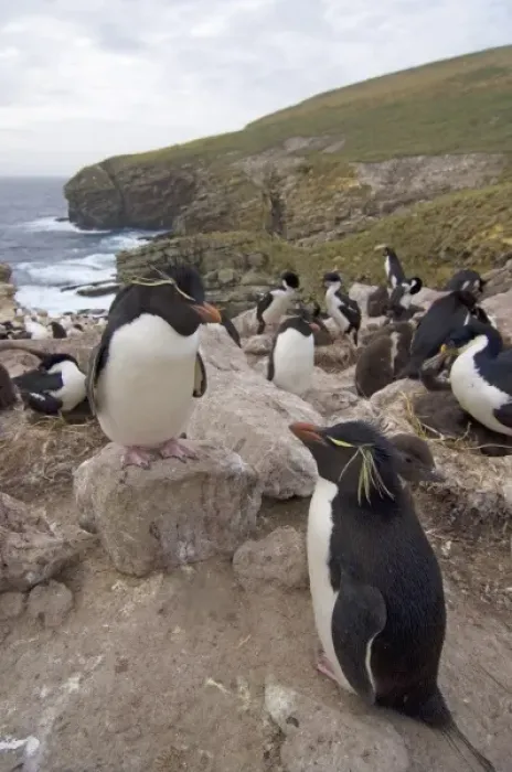 Framed Print : macaroni penguins, Eudyptes chrysolophus, on New Island, Falkland Islands, South