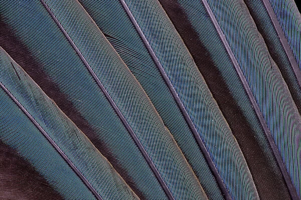 Macaw wing feather fanned out