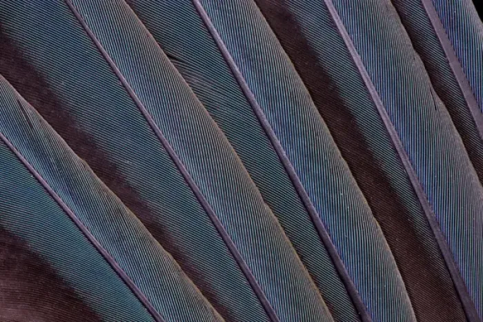 Framed Print : Macaw wing feather fanned out Framed Print : Macaw wing feather fanned out