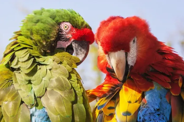 Framed Print : Two Macaws preening