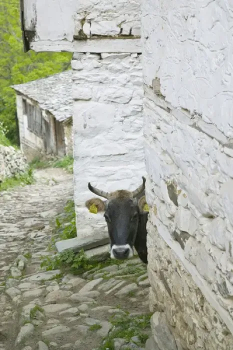 Framed Print : MACEDONIA, Pelister National Park, Maloviste Village. Old Vlach mountain village-cow (NR