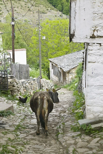 MACEDONIA, Pelister National Park, Maloviste Village. Old Vlach mountain village-cow (NR
