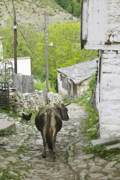 Framed Print : MACEDONIA, Pelister National Park, Maloviste Village. Old Vlach mountain village-cow (NR