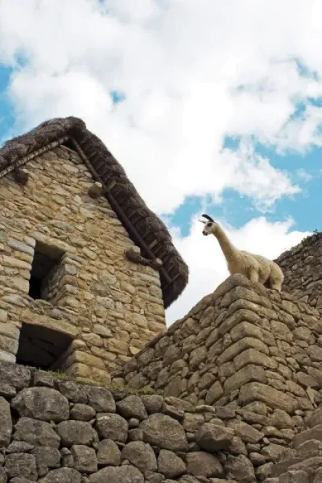 Framed Print : Machu Picchu, Peru, A Llama takes in the view of the ancient Lost City of the Inca Framed Print : Machu Picchu, Peru, A Llama takes in the view of the ancient Lost City of the Inca