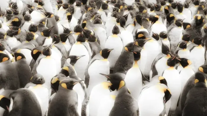 Framed Print : Macquarie Island, Austrailia. Colony of King Penguins, Soft focus Framed Print : Macquarie Island, Austrailia. Colony of King Penguins, Soft focus