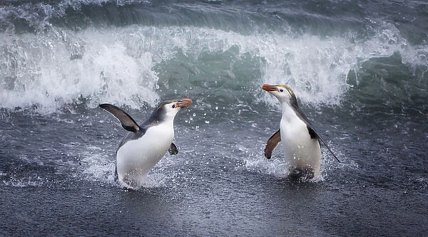 Macquerie Island, Australia. A pair of Royal penguins come ashore