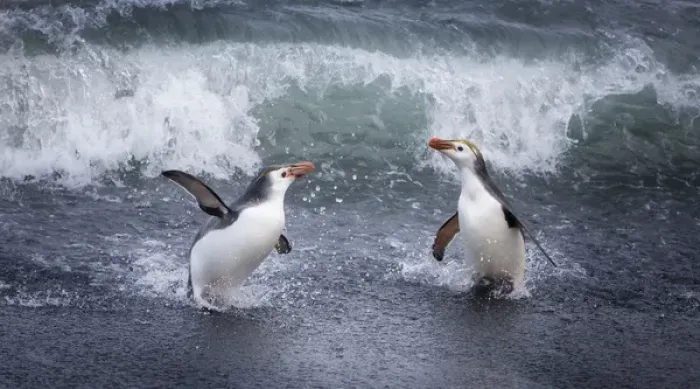 Framed Print : Macquerie Island, Australia. A pair of Royal penguins come ashore Framed Print : Macquerie Island, Australia. A pair of Royal penguins come ashore