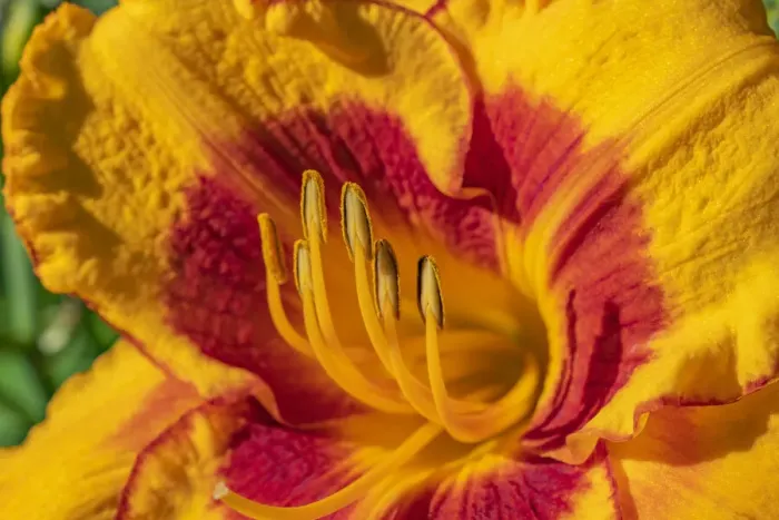 Framed Print : Macro of flower exposing stamen covered in pollen Framed Print : Macro of flower exposing stamen covered in pollen