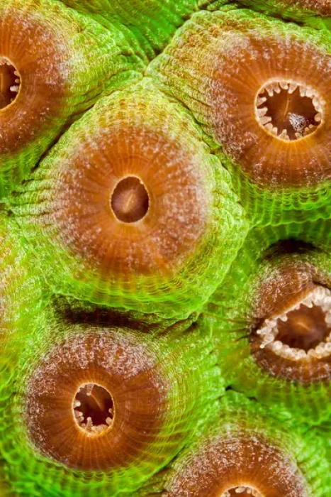 Framed Print : Macro photo of coral polyps off Bonaire, N. A Framed Print : Macro photo of coral polyps off Bonaire, N. A