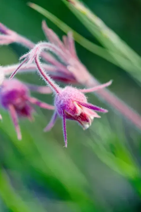 Framed Print : Macro photo of prairie flowers in Montana Framed Print : Macro photo of prairie flowers in Montana