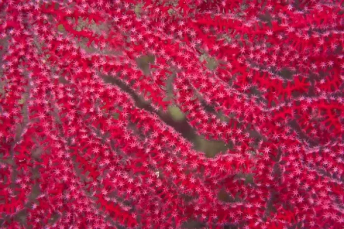 Framed Print : macro view of gorgonian sea fan, Pristine Scuba Diving at Tukang Besi / Wakatobi Archilpelago Framed Print : macro view of gorgonian sea fan, Pristine Scuba Diving at Tukang Besi / Wakatobi Archilpelago