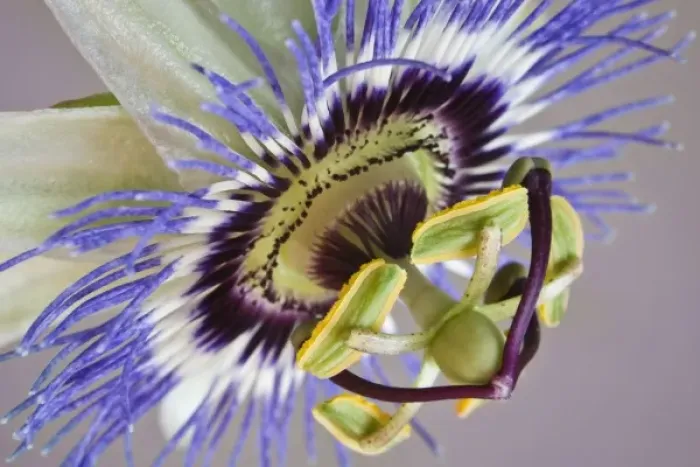 Framed Print : Macro of side view of passion flower Framed Print : Macro of side view of passion flower