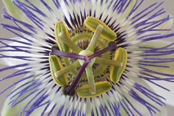 Macro of top view of passion flower. Credit as: Don Paulson  /  Jaynes Gallery  /  DanitaDelimont