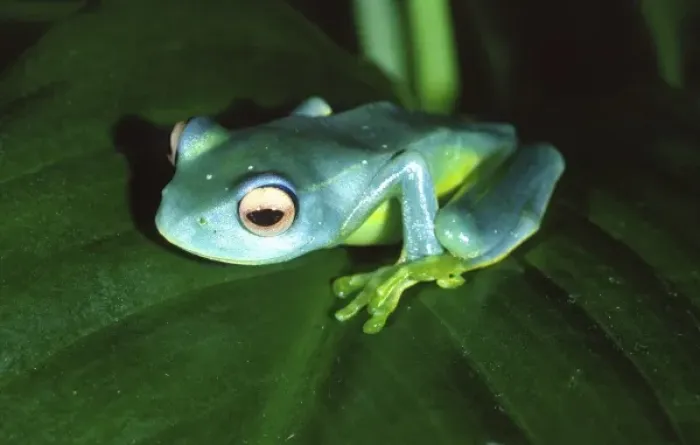 Framed Print : Madagascan Blue Treefrog, Boophis sp. Native to Madagascar