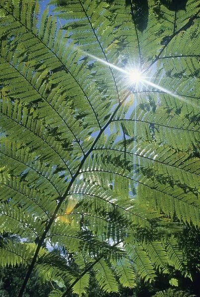Madagascar, Amalanazaotra (Perinet) tree ferns in highland rainforest