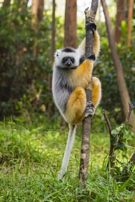 Framed Print : Madagascar, Andasibe, Vakona Lodge, Lemur Island. Diademed sifaka (Propithecus diadema Framed Print : Madagascar, Andasibe, Vakona Lodge, Lemur Island. Diademed sifaka (Propithecus diadema
