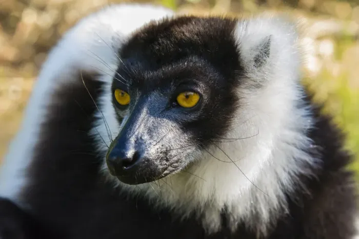 Framed Print : Madagascar, Andasibe, Vakona Lodge, Lemur Island. Black and white ruffed lemur