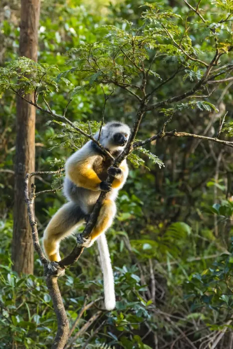Framed Print : Madagascar, Andasibe, Vakona Lodge, Lemur Island. Diademed sifaka (Propithecus diadema Framed Print : Madagascar, Andasibe, Vakona Lodge, Lemur Island. Diademed sifaka (Propithecus diadema