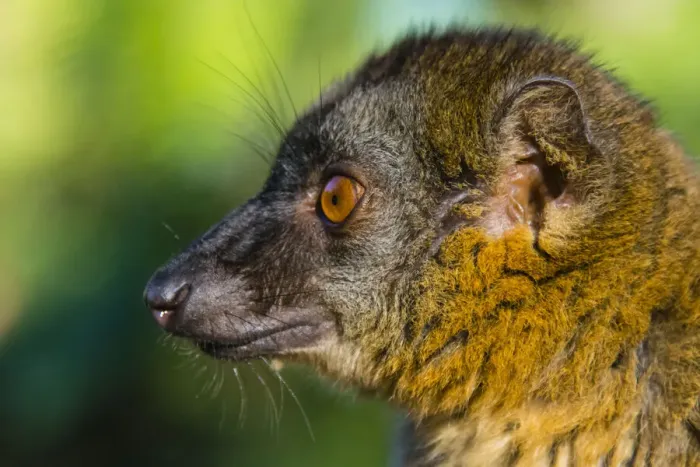 Framed Print : Madagascar, Andasibe, Vakona Lodge, Lemur Island. Common brown lemur