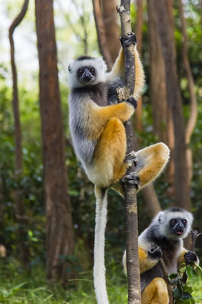 Madagascar, Andasibe, Vakona Lodge, Lemur Island. Diademed sifakas (Propithecus diadema