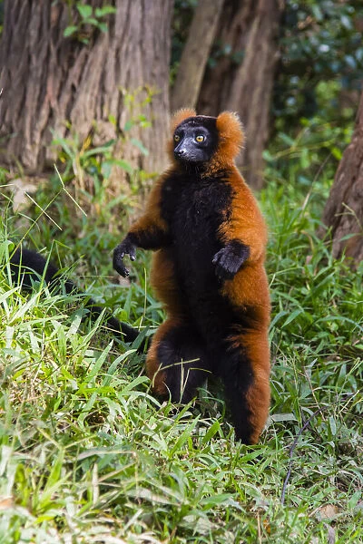 Madagascar, Andasibe, Vakona Lodge, Lemur Island. Red ruffed lemur (Varecia rubra