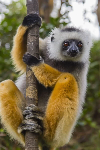 Madagascar, Andasibe, Vakona Lodge, Lemur Island. Diademed sifaka (Propithecus diadema