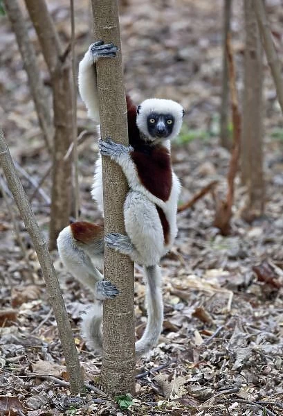 Madagascar, Ankarafantsika Reserve; Ampijoroa; Coquerels Sifaka (Propithecus