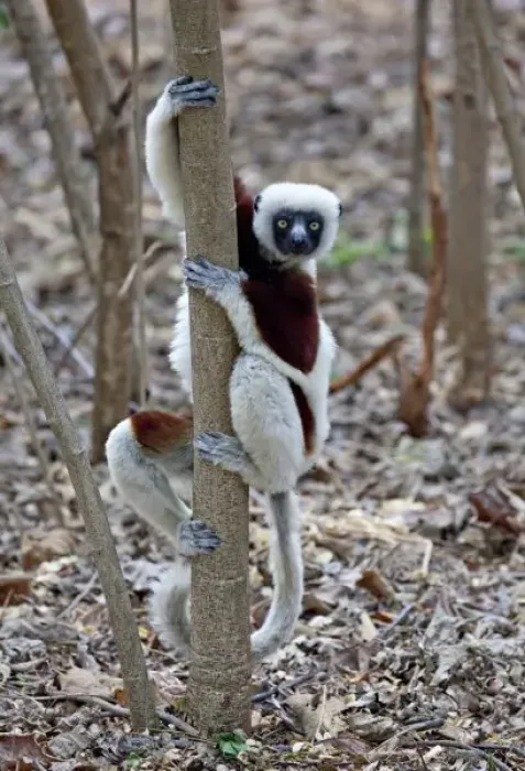 Framed Print : Madagascar, Ankarafantsika Reserve; Ampijoroa; Coquerels Sifaka (Propithecus Framed Print : Madagascar, Ankarafantsika Reserve; Ampijoroa; Coquerels Sifaka (Propithecus