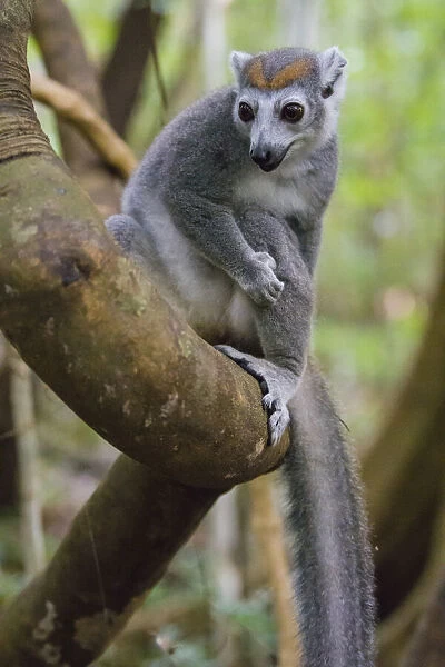 Madagascar, Ankarana, Ankarana Reserve. Crowned lemur in a tree