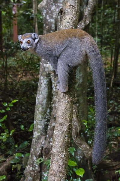 Madagascar, Ankarana, Ankarana Reserve. Crowned lemur showing off her long tail
