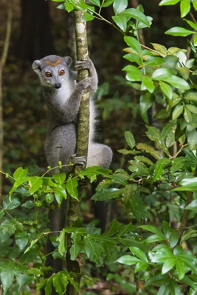 Madagascar, Ankarana, Ankarana Reserve. Crowned lemur. Curious lemur looks out of the