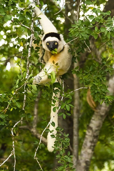 Madagascar, Berenty, Berenty Reserve. Verreauxs sifaka eating leaves in a tree