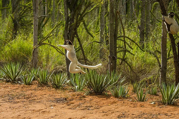 Madagascar, Berenty, Berenty Reserve. Verreauxs sifaka leaping down to the road