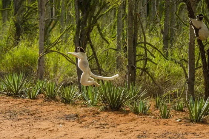 Framed Print : Madagascar, Berenty, Berenty Reserve. Verreauxs sifaka leaping down to the road Framed Print : Madagascar, Berenty, Berenty Reserve. Verreauxs sifaka leaping down to the road