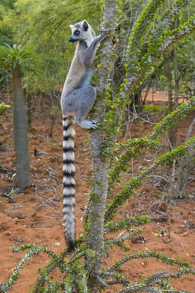 Madagascar, Berenty, Berenty Reserve. Ring-tail lemur eating leaves from a Alluaudia