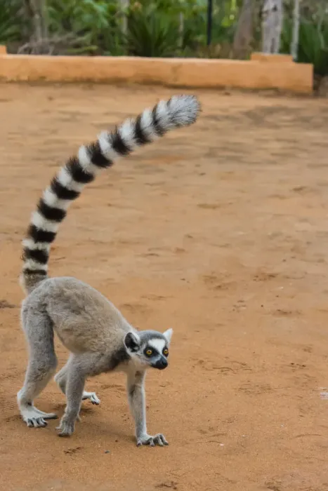 Framed Print : Madagascar, Berenty, Berenty Reserve. Ring-tailed lemur walking Framed Print : Madagascar, Berenty, Berenty Reserve. Ring-tailed lemur walking