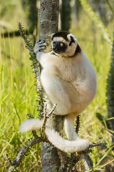 Madagascar, Berenty, Berenty Reserve. Verreauxs sifaka in a Alluaudia procera tree