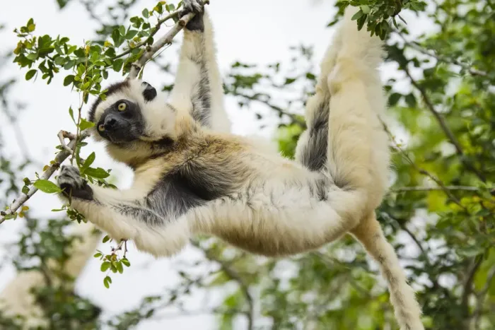 Framed Print : Madagascar, Berenty, Berenty Reserve. Verreauxs sifaka eating leaves in a tree Framed Print : Madagascar, Berenty, Berenty Reserve. Verreauxs sifaka eating leaves in a tree