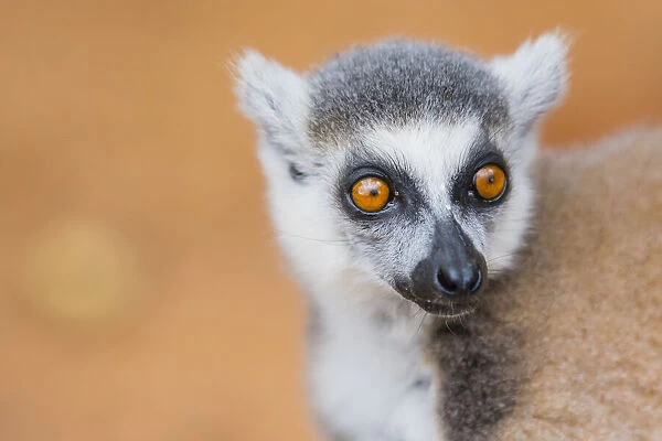 Madagascar, Berenty, Berenty Reserve. Ring-tailed lemur