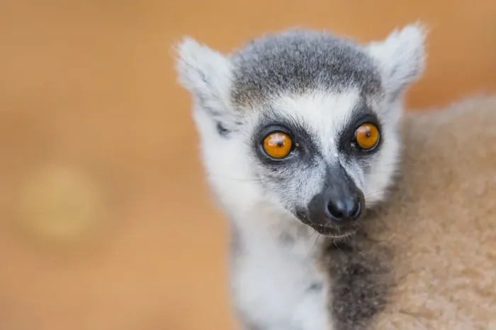 Framed Print : Madagascar, Berenty, Berenty Reserve. Ring-tailed lemur