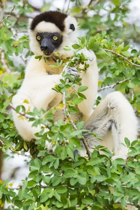 Framed Print : Madagascar, Berenty, Berenty Reserve. Verreauxs sifaka eating leaves in a tree Framed Print : Madagascar, Berenty, Berenty Reserve. Verreauxs sifaka eating leaves in a tree